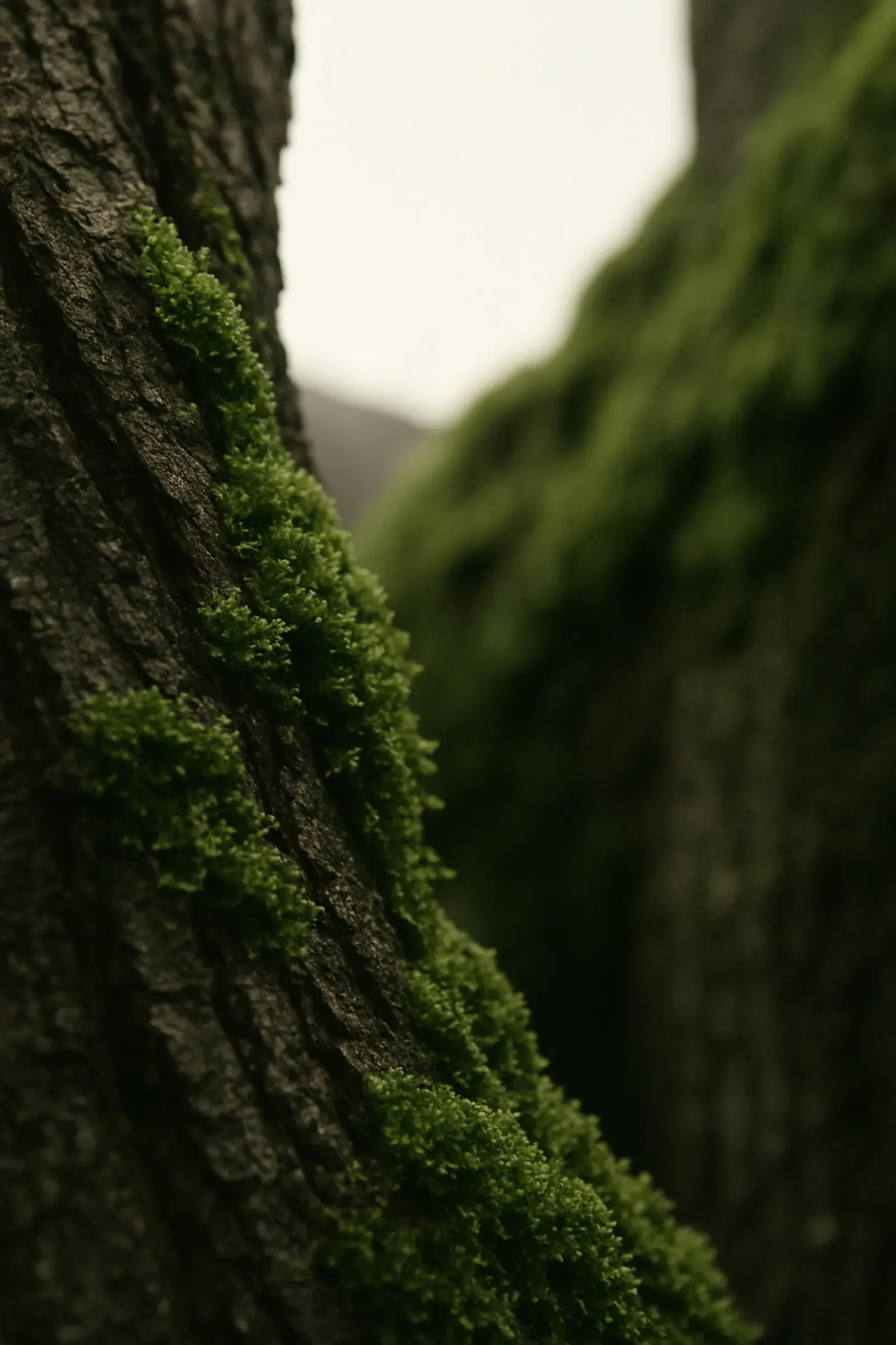 SILT botanical material study